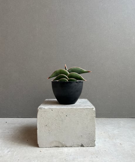 baggu ブーゲンビリア　スタンダード　新品未使用 パンジー | 新鮮お花問屋 Jp-Farmers.com