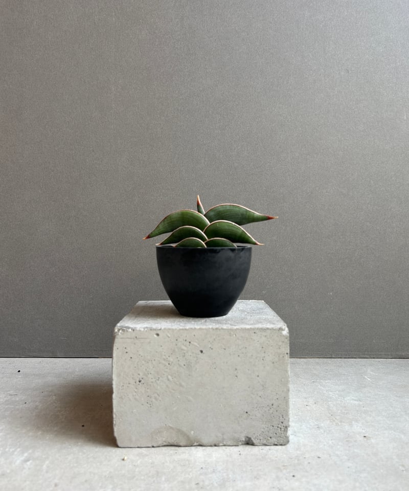 サンセベリア ロリダ 「Sansevieria rorida」37G | SHOUCHIKUEN
