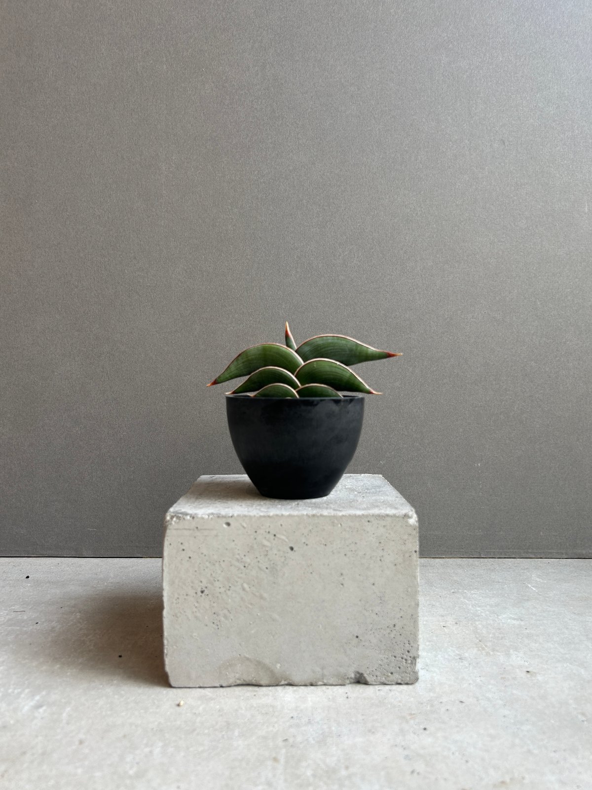 サンセベリア ロリダ 「Sansevieria rorida」37G | SHOUCHIKUEN