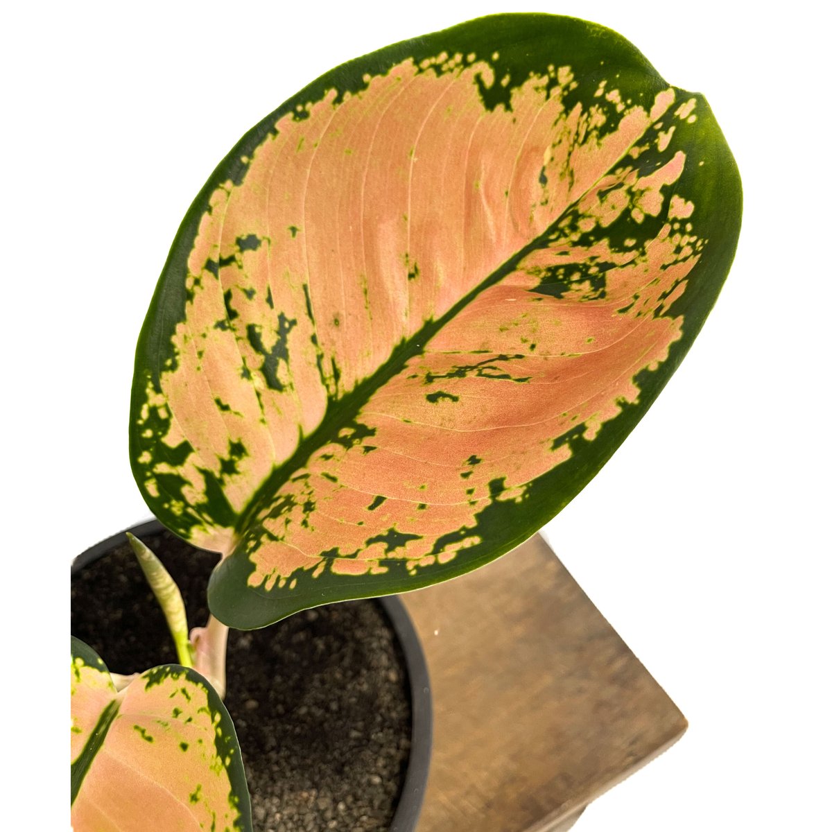 fit=scale-down,w=1200