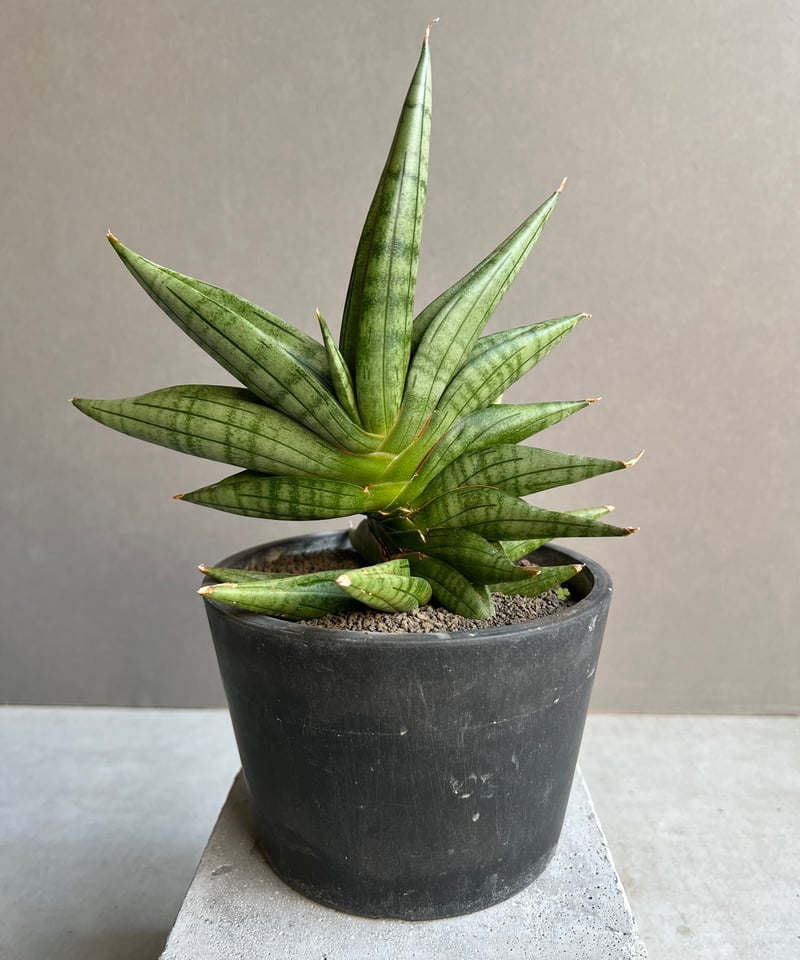 サンセベリア ヴィエナ「Sansevieria Vienna (by Unyamanee Ga