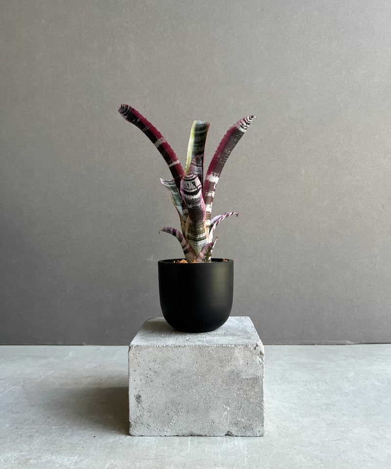 エクメア　オットー エクメア オットー 「Aechmea Otto」15C | SHOUCHIKUEN