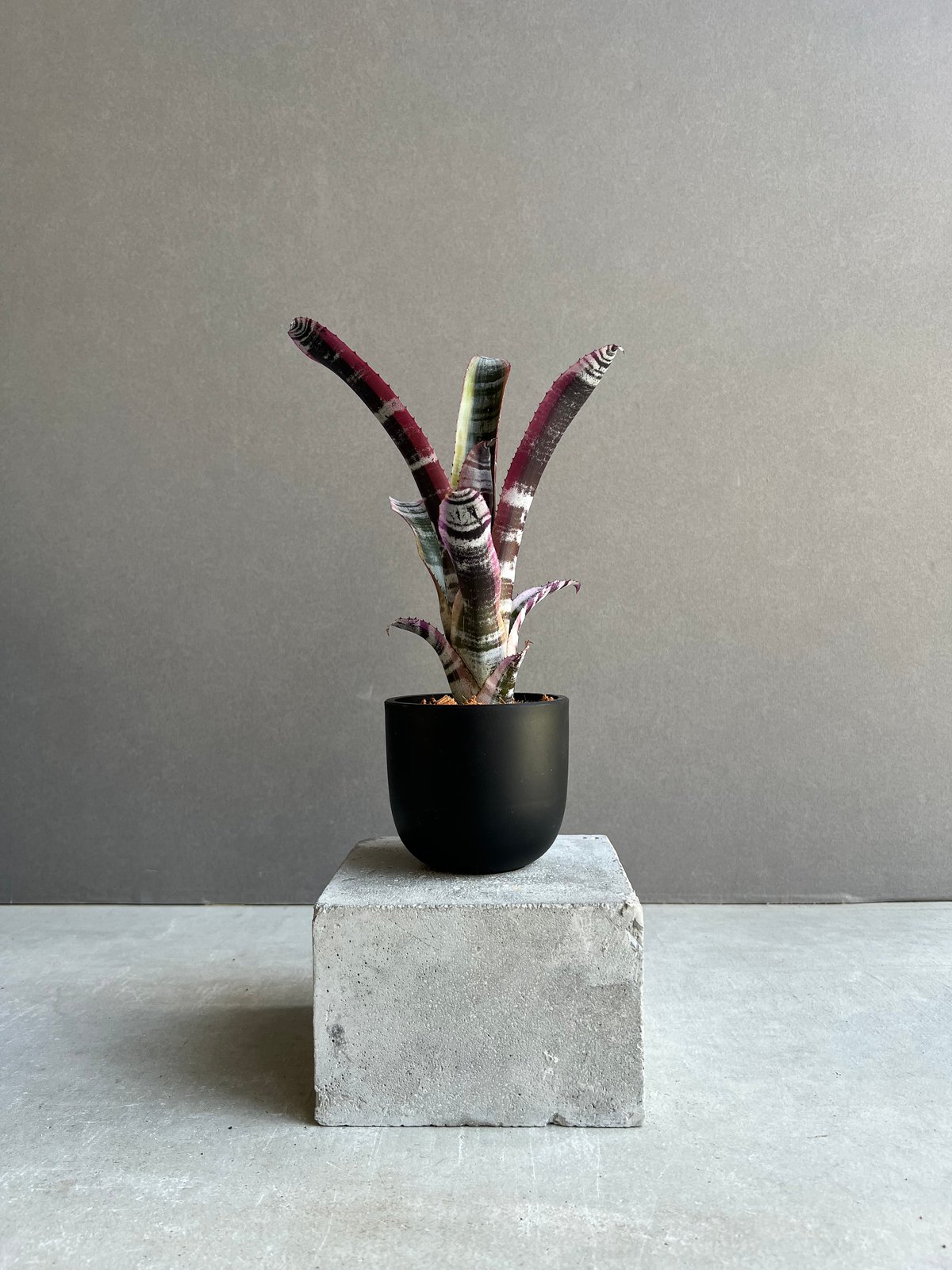 エクメア オットー 「Aechmea Otto」15C | SHOUCHIKUEN