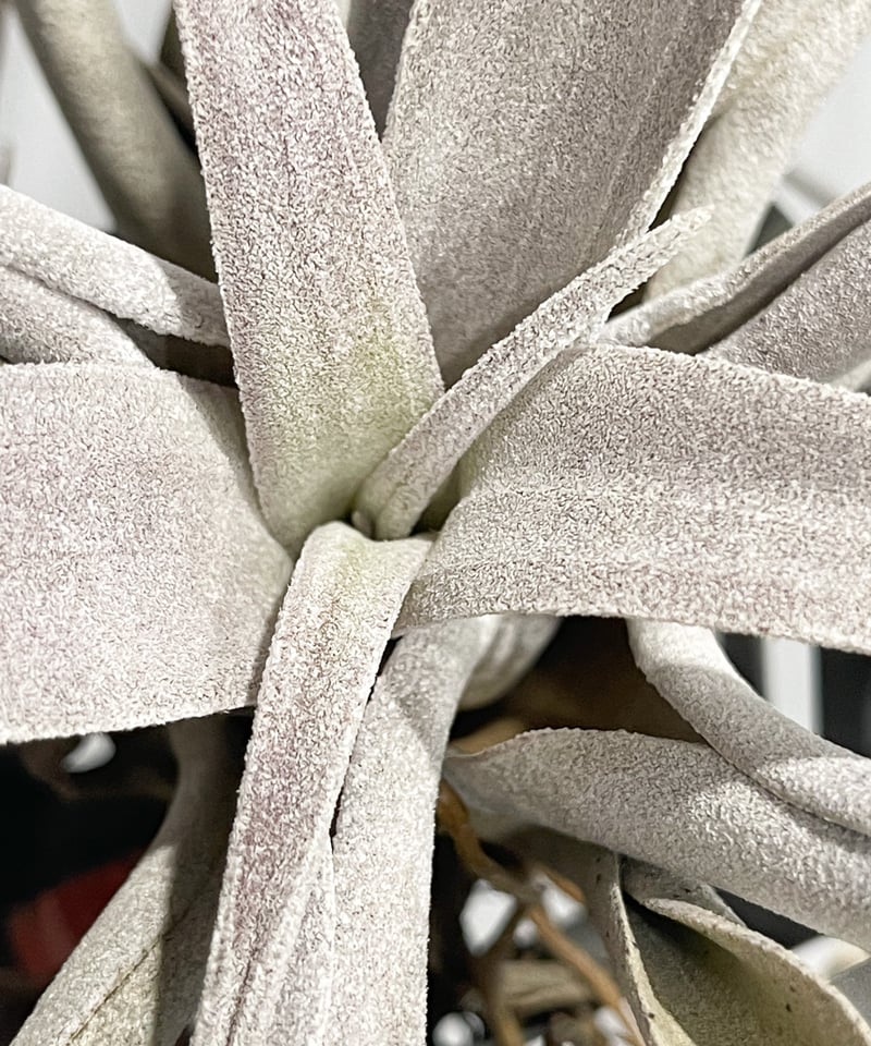 ティランジア チアペンシス 「Tillandsia chiapensis」7/15 | SH