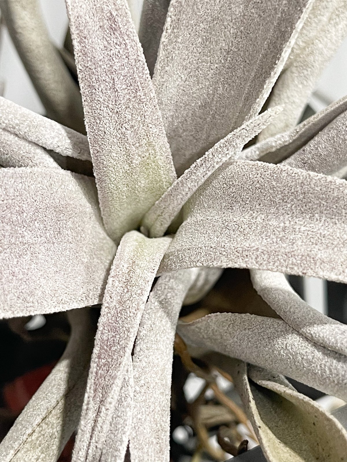 ティランジア チアペンシス 「Tillandsia chiapensis」7/15 | SH