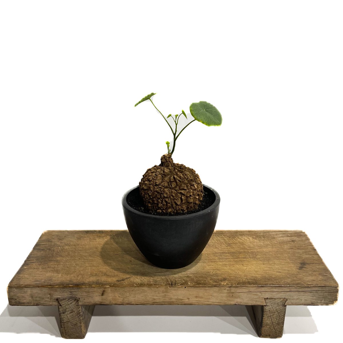 ステファニア スベローサ ”選抜個体” 「Stephania suberosa」4/3-254