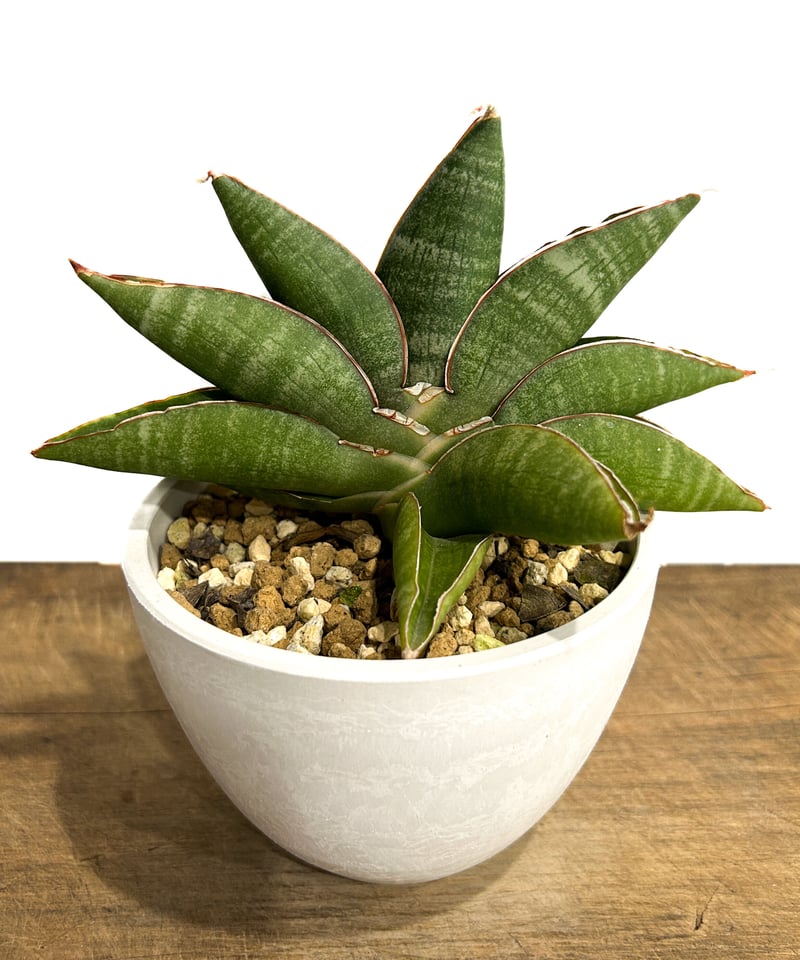 サンセベリア ブラック リノ「Sansevieria Black Rhino」3/16-114