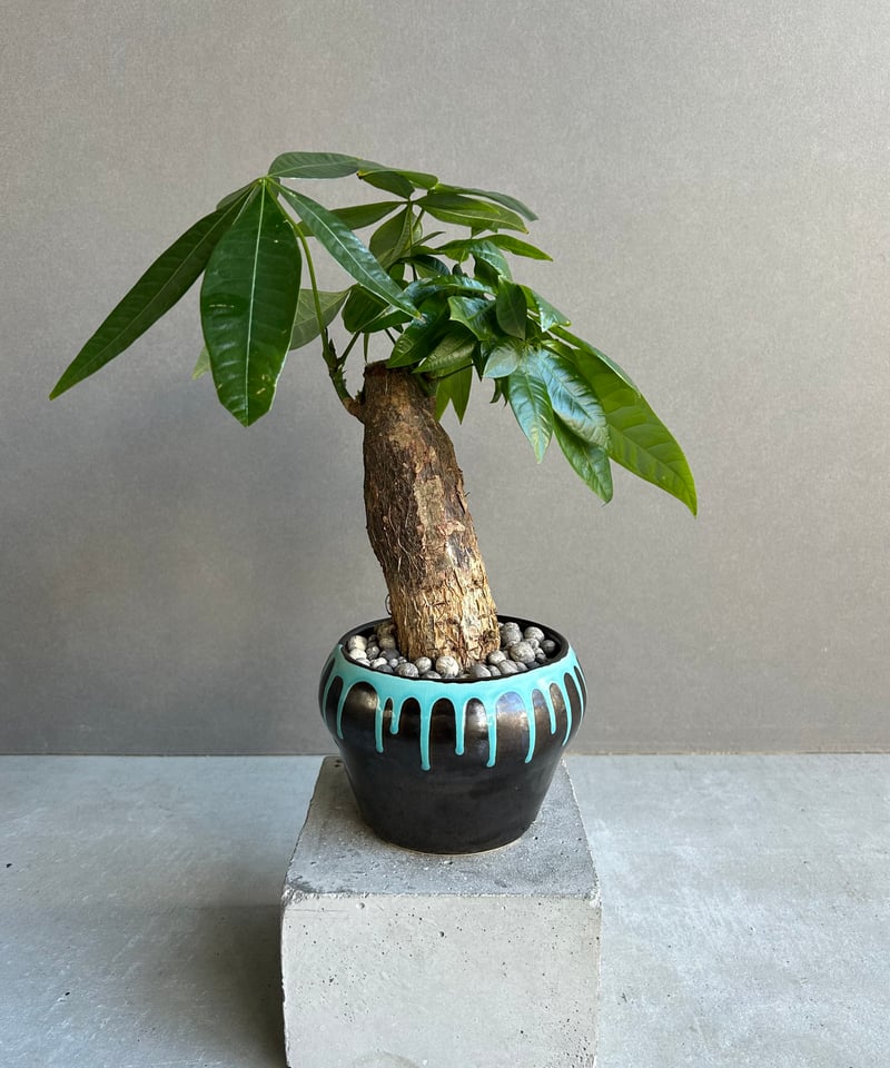 神木　パキラ パキラ “選抜個体” + YON-HACHI 「Pachira “Select”」47M |