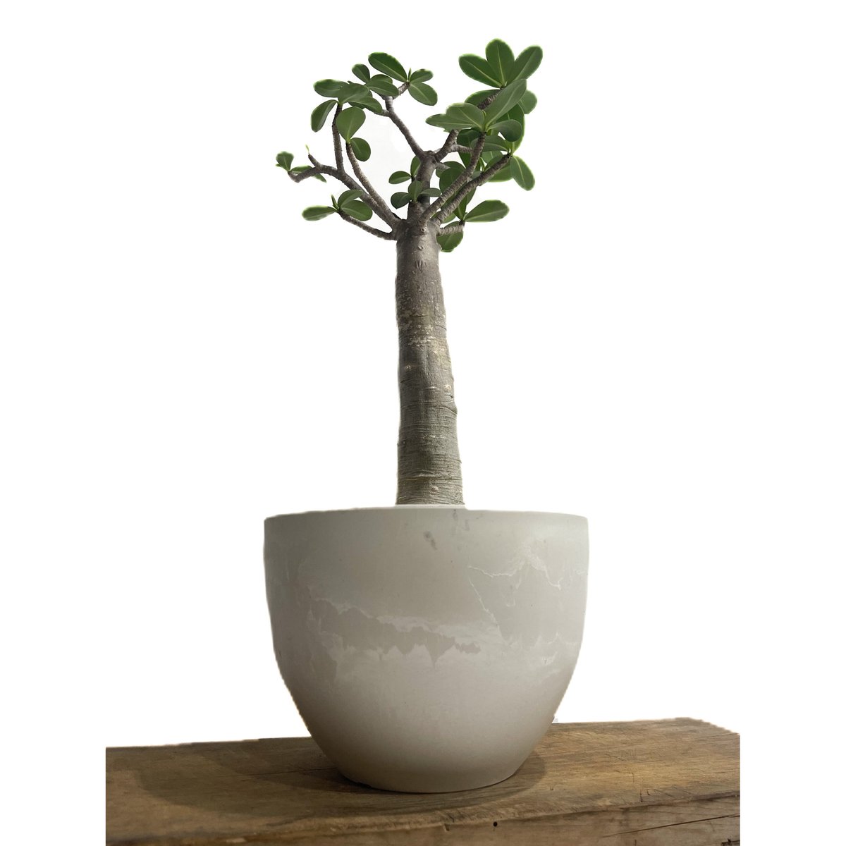 アデニウム タイソコトラナム バオバブスタイル「Adenium Thai