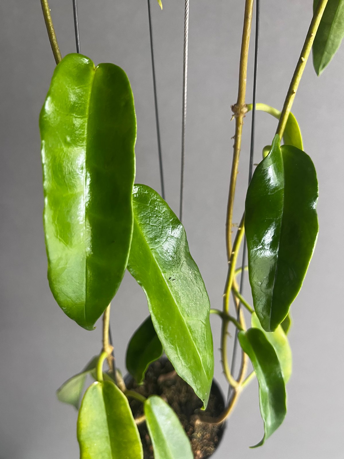 ホヤ アークボルディアーナ ピンク 「Hoya archboldiana pink 」70U