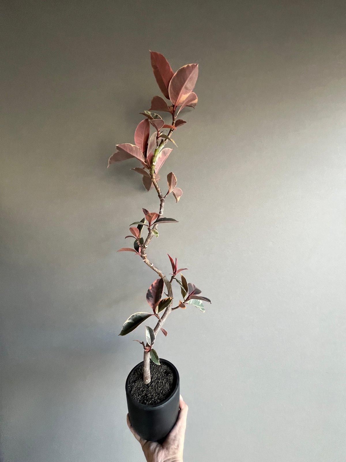観葉植物 フィカス ルビー 155cm 9号 1鉢 ゴムノキ Ficus elastica Ruby 61ujzqdRVXL._AC_UF1000,