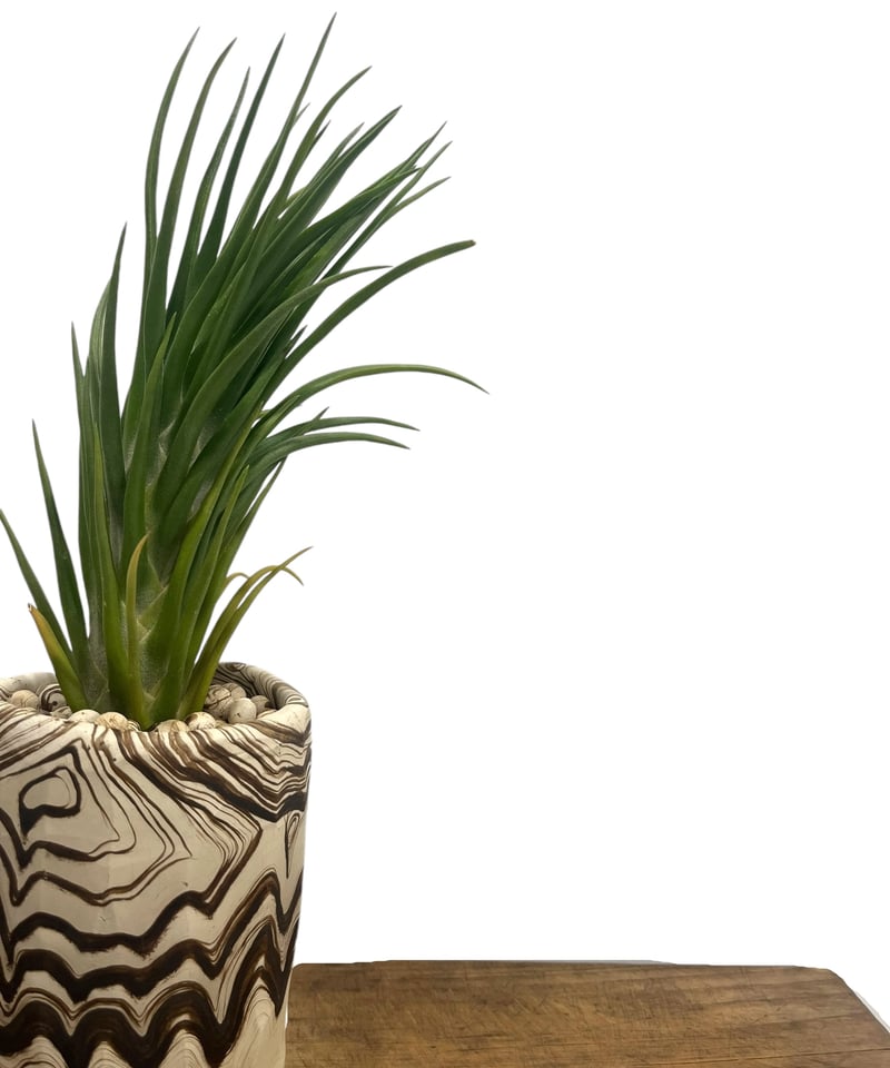 ティランジア ジョエルズ ツイスト シスター + pmp 「Tillandsia