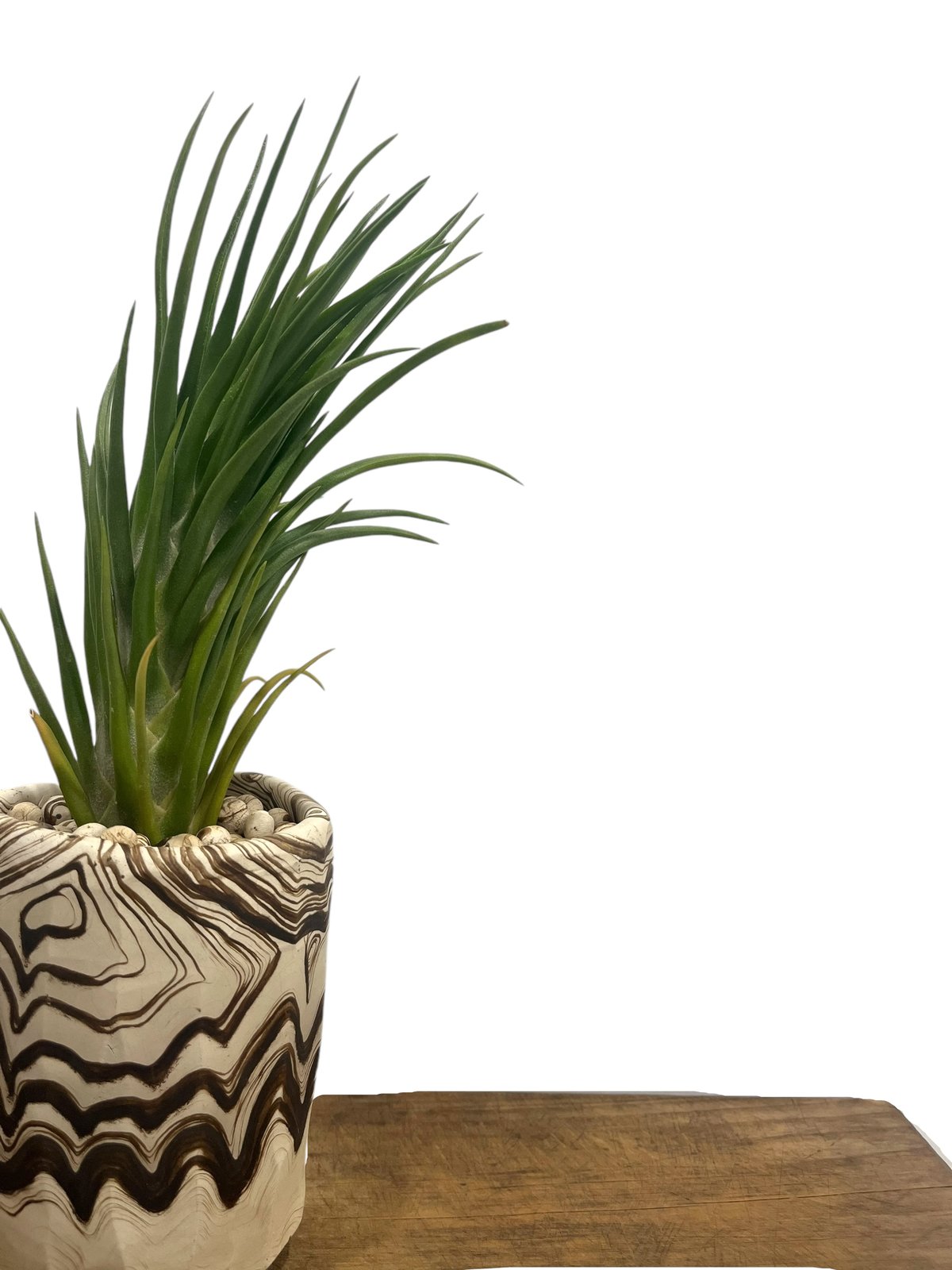 ティランジア ジョエルズ ツイスト シスター + pmp 「Tillandsia Joel's