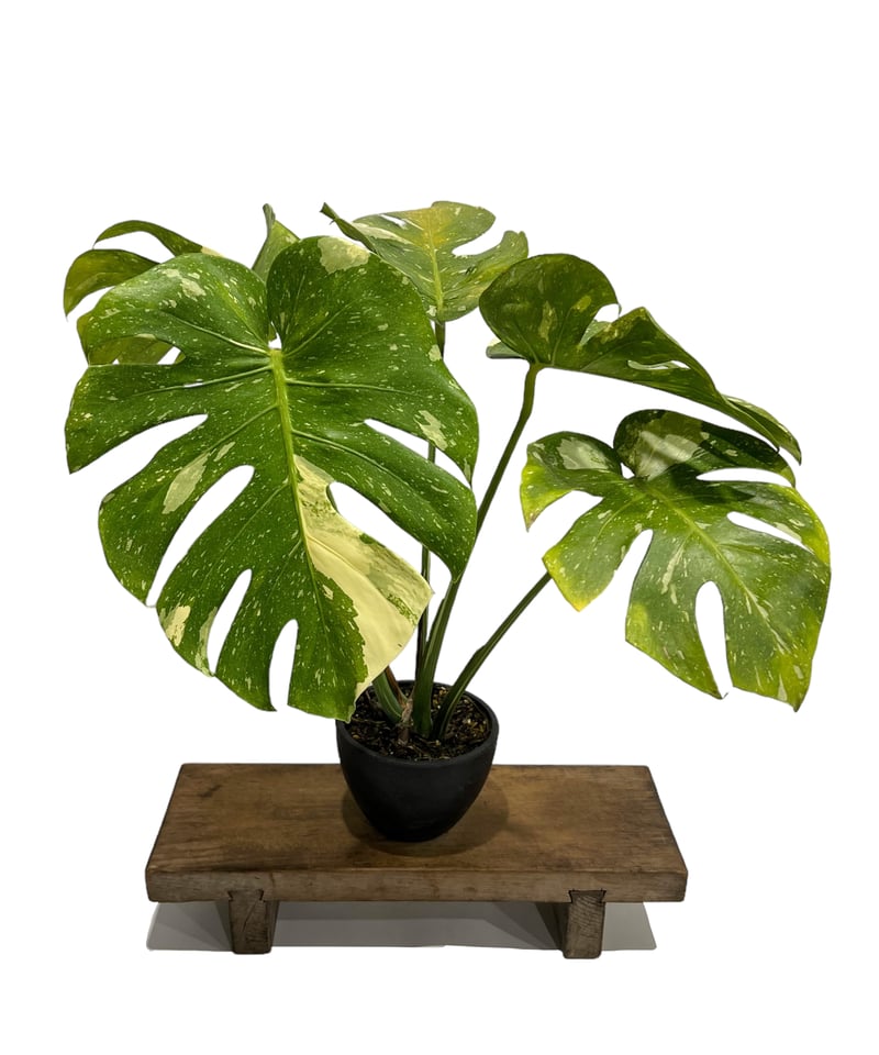 モンステラ タイ コンステレーション 「Monstera deliciosa Thai モンステラ タイ コンステレーション 「Monstera deliciosa Thai