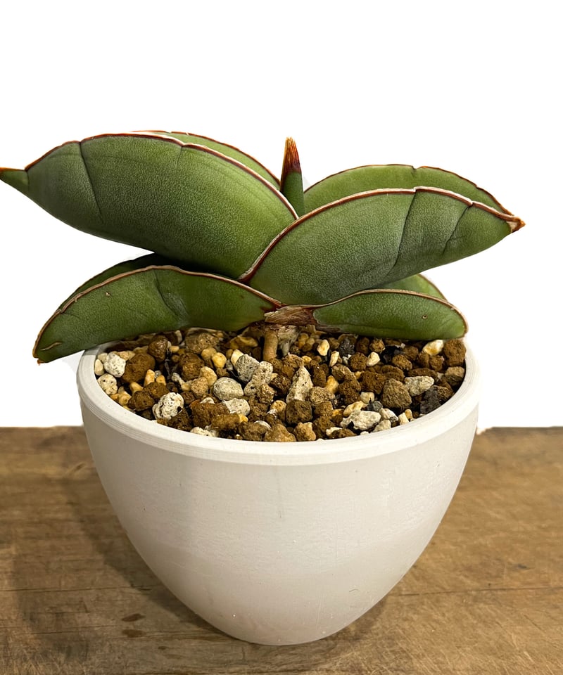 サンセベリア エーレンベルギー バナナ 「Sansevieria ehrenbergii Ba