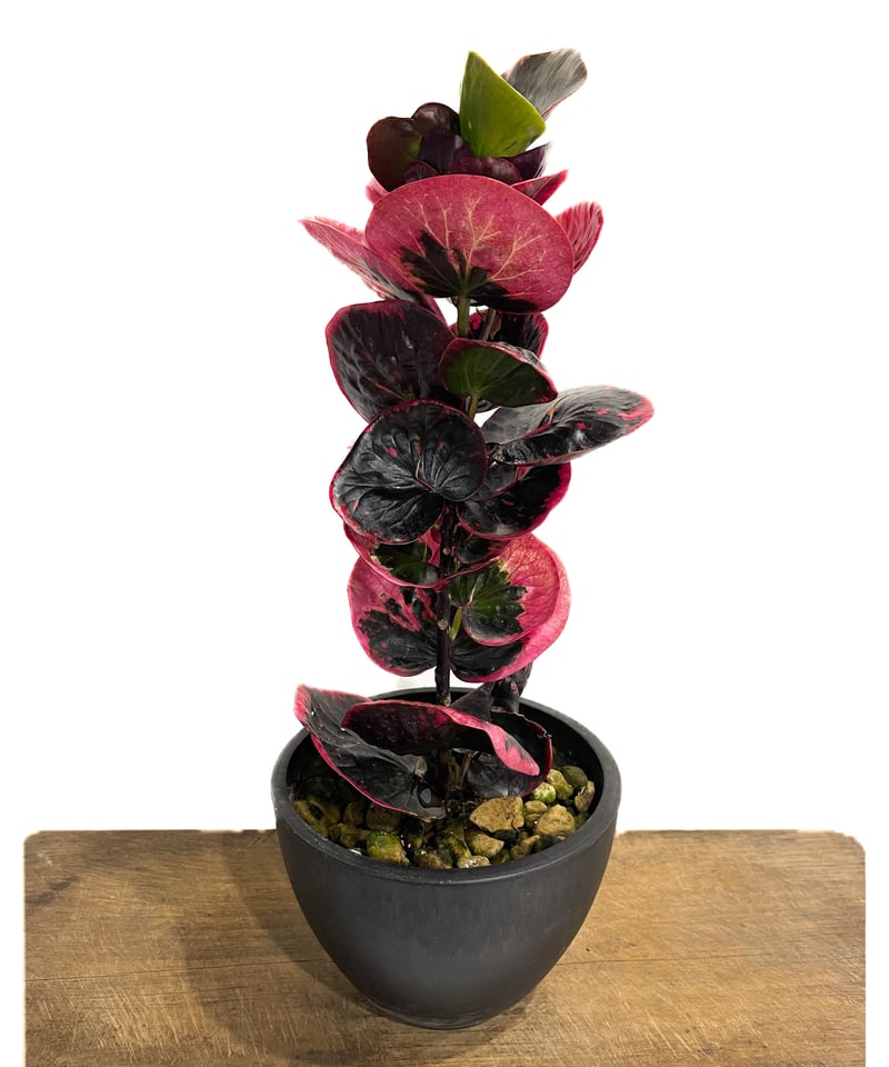 現物「クロトン・スーパーペトラ」７号　Codiaeum variegatum ゲンブツ「クロトン-Croton・デパートメントストアペトラ」7号