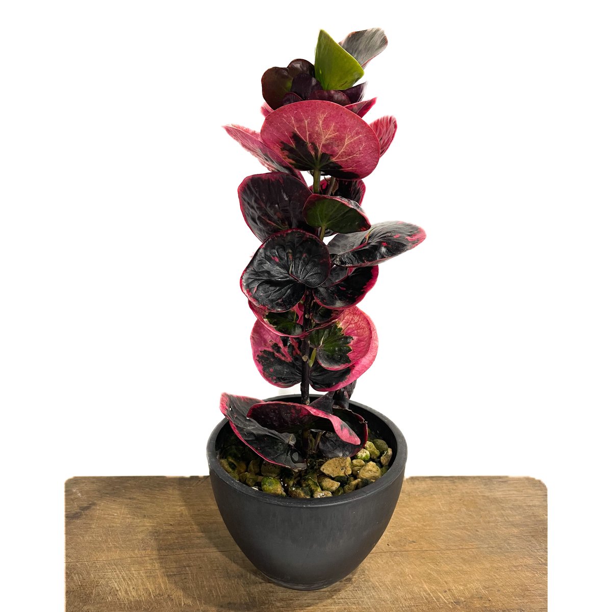 クロトン　色々あります。 クロトン ハイブリッド「Codiaeum variegatum hybrid」6/20-809