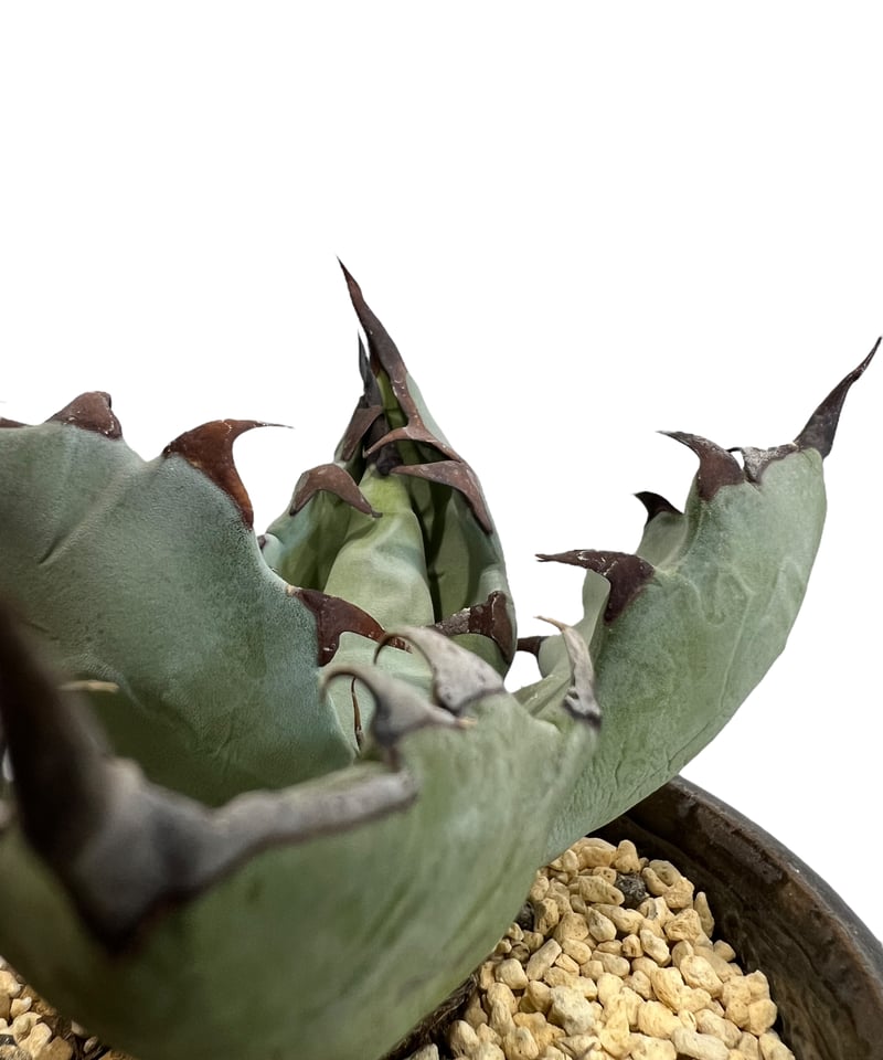 AGAVE Margarita【選抜】 Top Hat Agave Margarita Batching Concentrate - 12x32oz Case