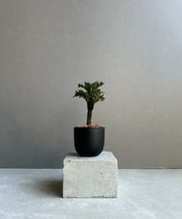 ブレクナム ギッバム ドワーフ 「Blechnum gibbum Dwarf 」62C