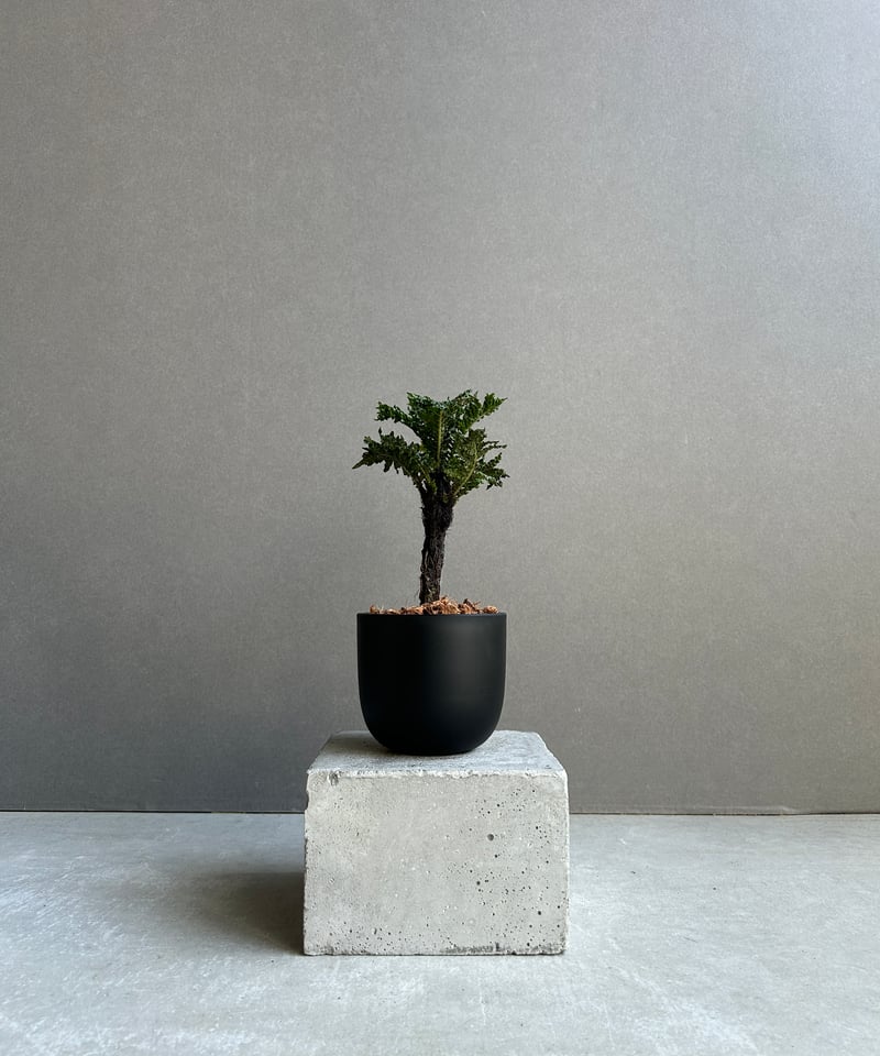 ブレクナム ギッバム ドワーフ 「Blechnum gibbum Dwarf 」91H | S