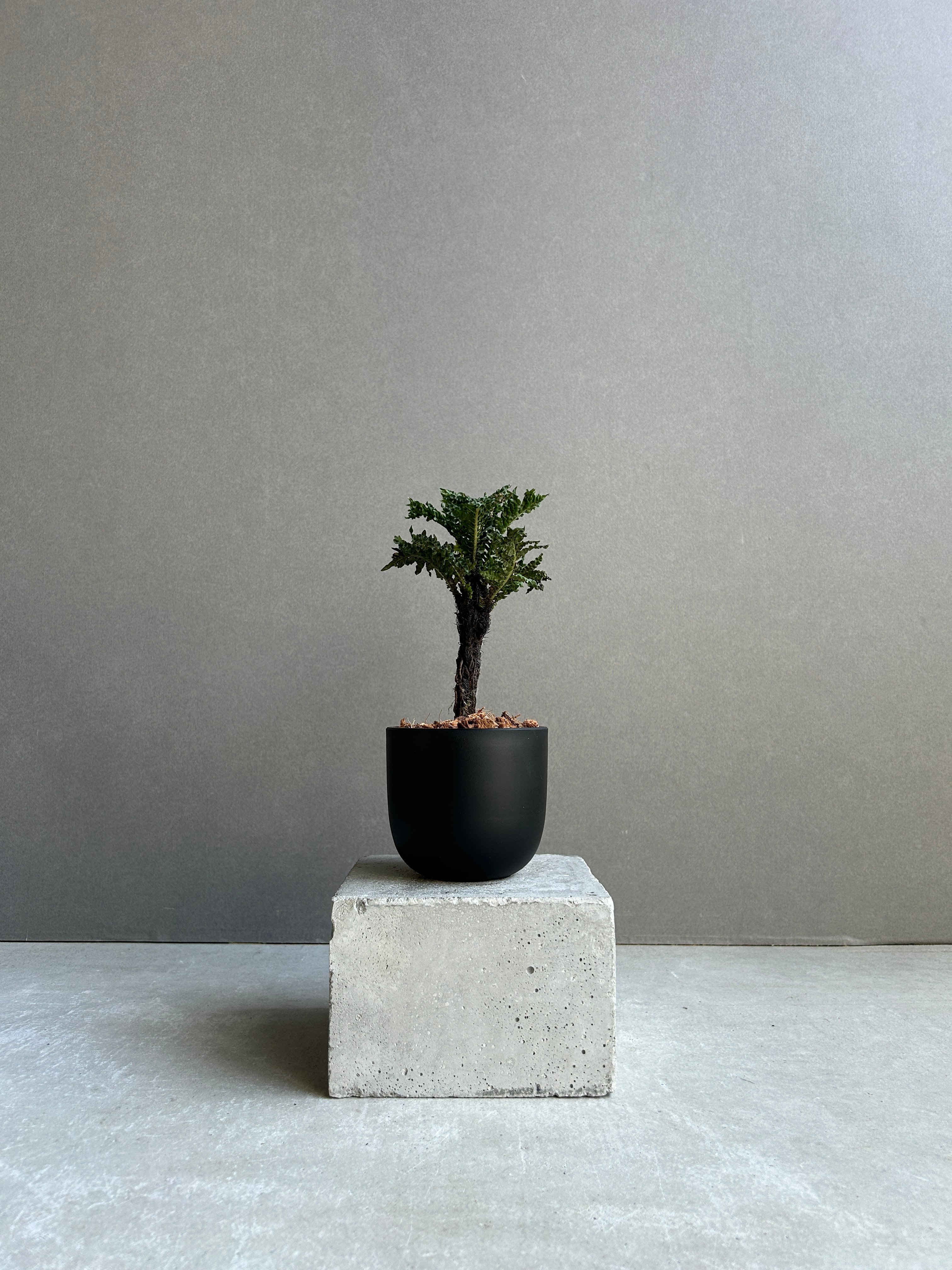 ブレクナム ギッバム ドワーフ 「Blechnum gibbum Dwarf 」91H | S