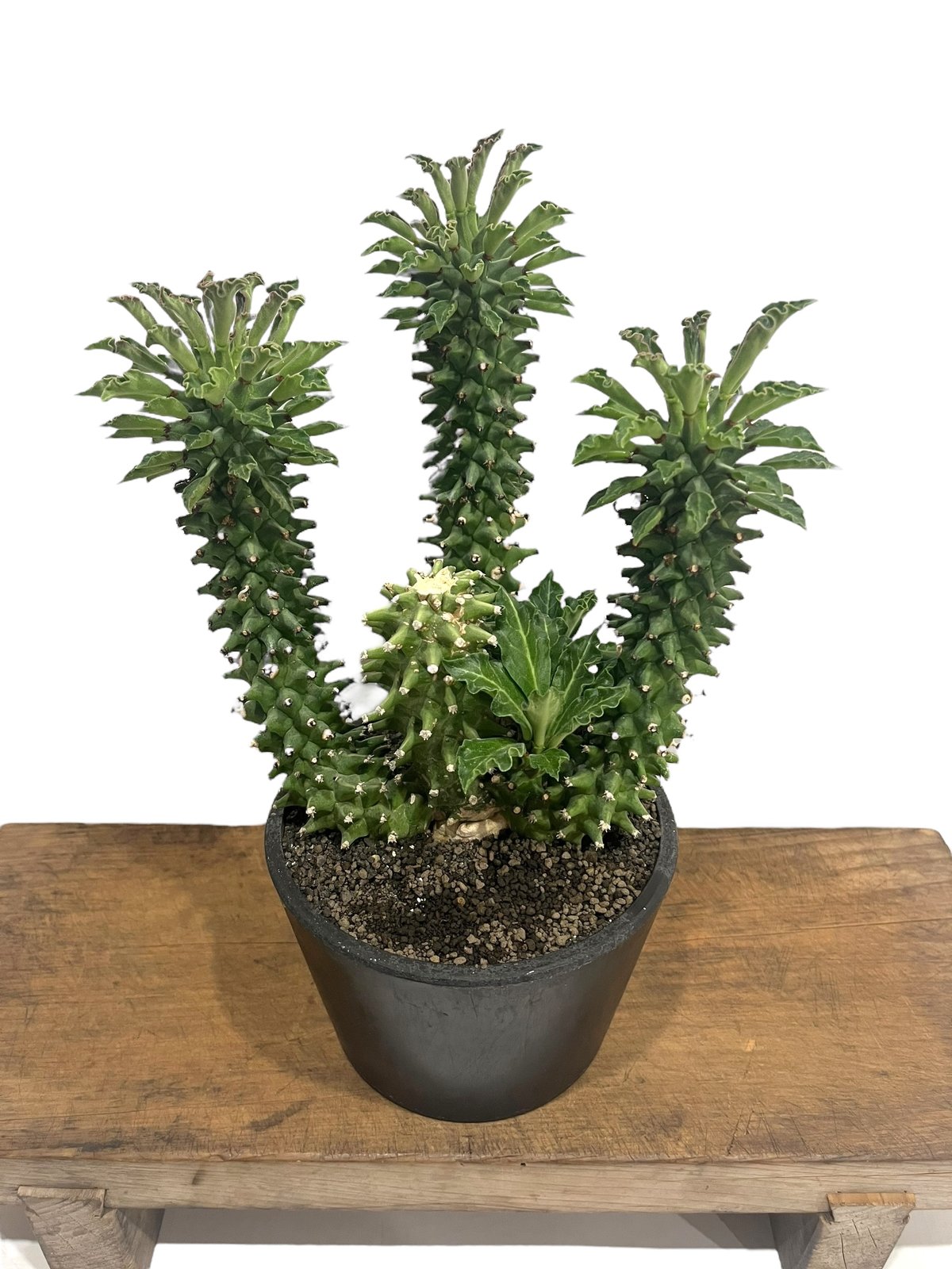 モナデニウム シューベイ「Monadenium schubei」9C | SHOUCHIKUEN