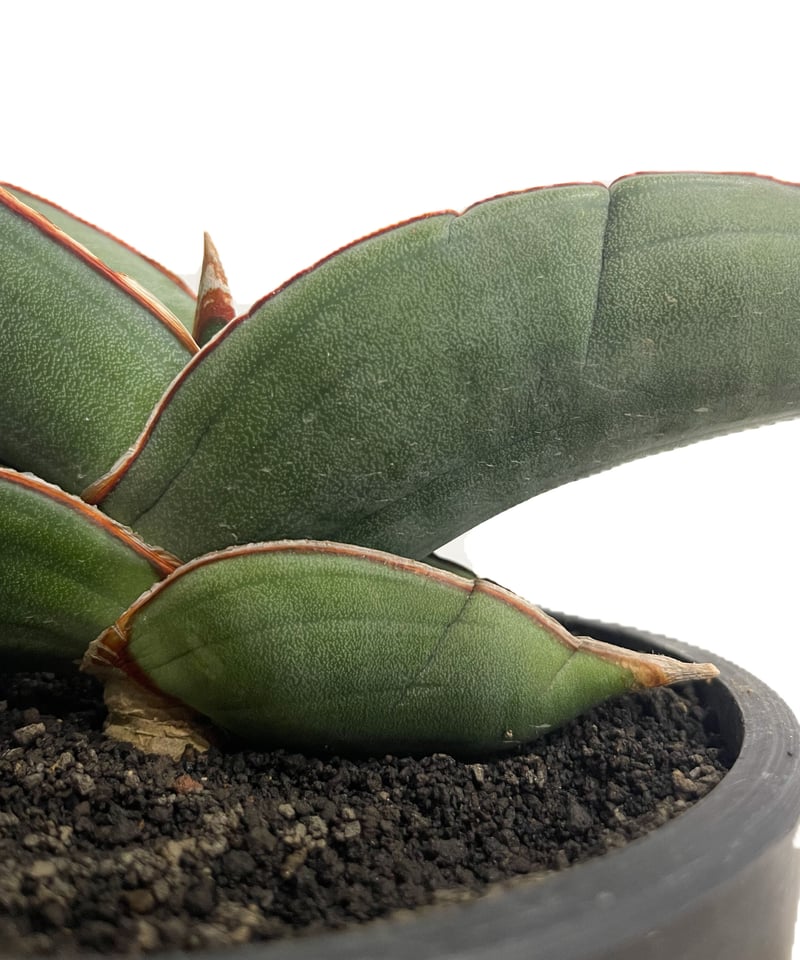 サンセベリア エーレンベルギー バナナ 「Sansevieria ehrenbergii Ba