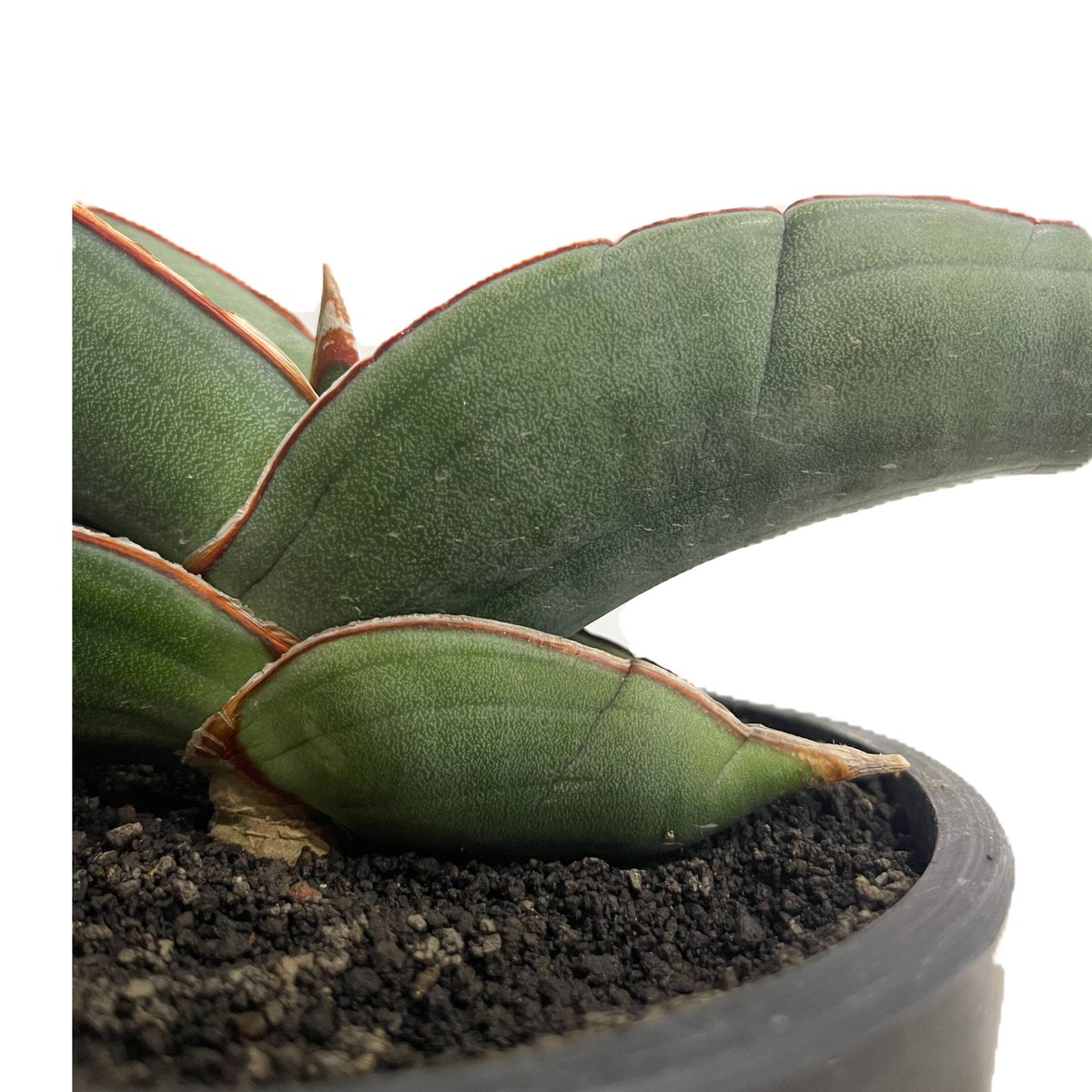 サンスベリア エーレンベルギー バナナ S.Banana サンスベリア図鑑 ・エーレンベルギー バナナ(D.ehrenbergii 'Banana