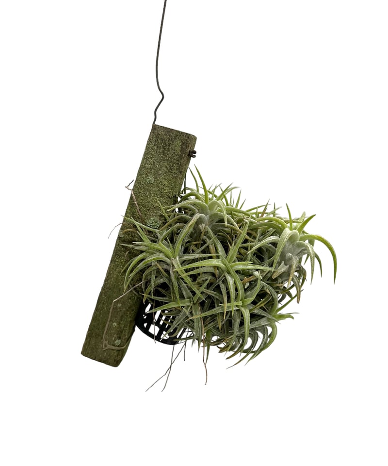 ティランジア イオナンタ バンハイニンギー(クランプタイプ