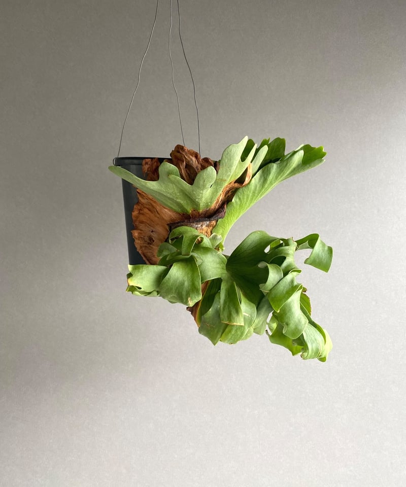 ビカクシダ スリナリウム（P. コロ ナリウムxP.ワンダエ