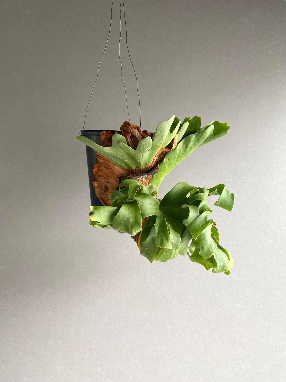 ビカクシダ スリナリウム（P. コロ ナリウムxP.ワンダエ