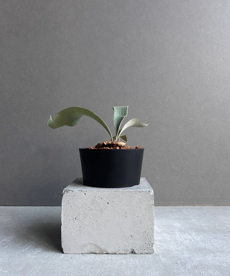 ビカクシダ ポール ホワイター(子株)「Platycerium Paul Whiter (pu