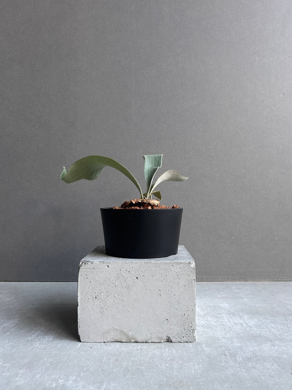 ビカクシダ ポール ホワイター(子株)「Platycerium Paul Whiter (pu