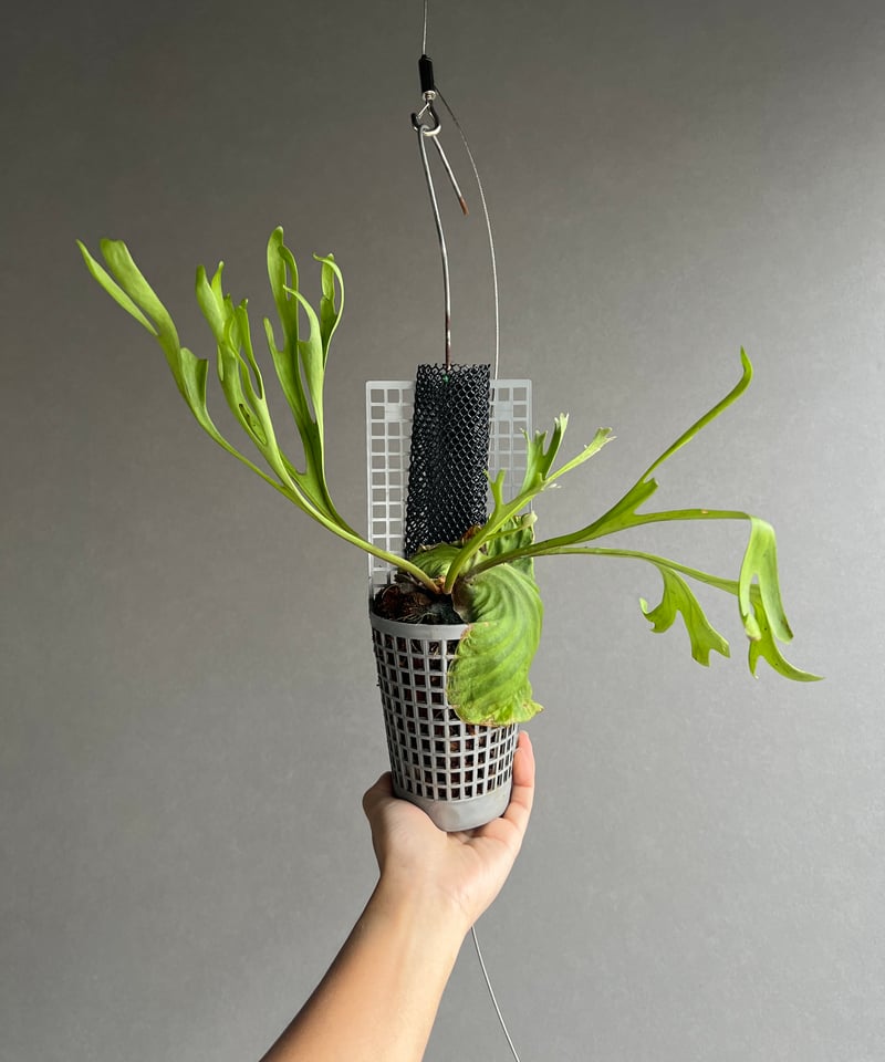 ビカクシダ リドレイ “パカラン”「Platycerium ridleyi “Pakarang