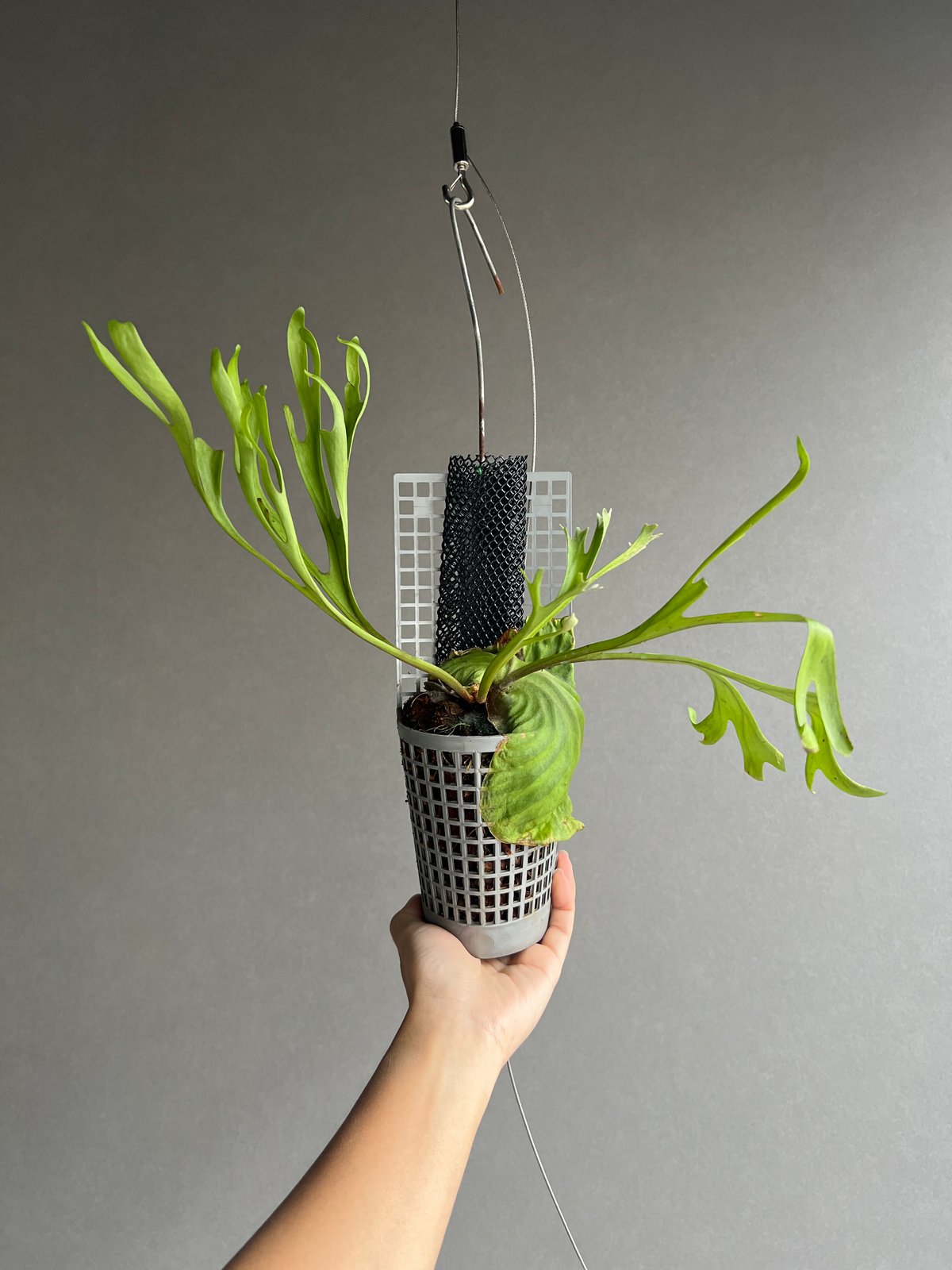 ビカクシダ リドレイ “パカラン”「Platycerium ridleyi “Pakarang