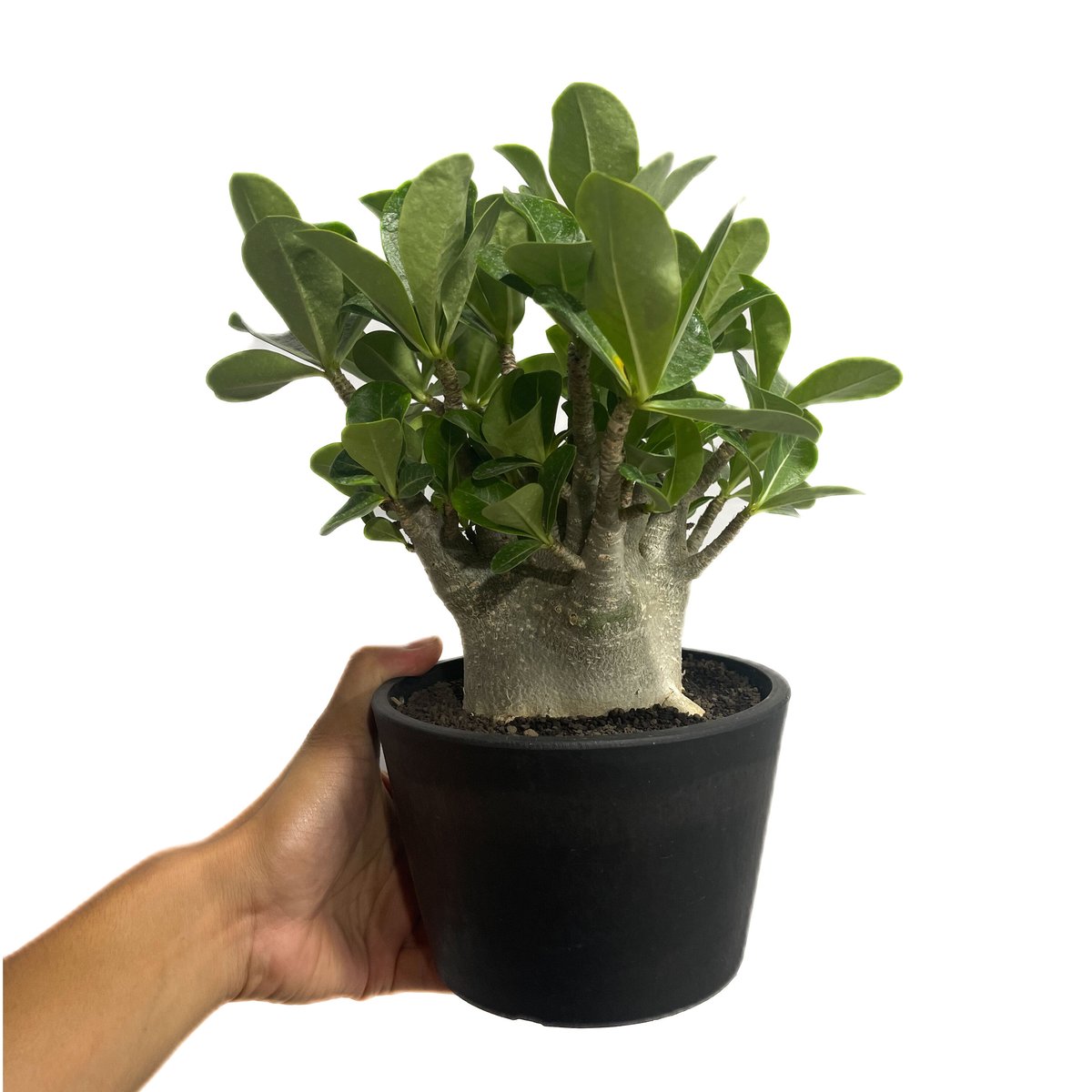 塊根植物 arabicum dwarf アデニウムアラビカム ドワーフ アデニウム アラビカム ドワーフ タイプ「Adenium arabicum dwarf ty