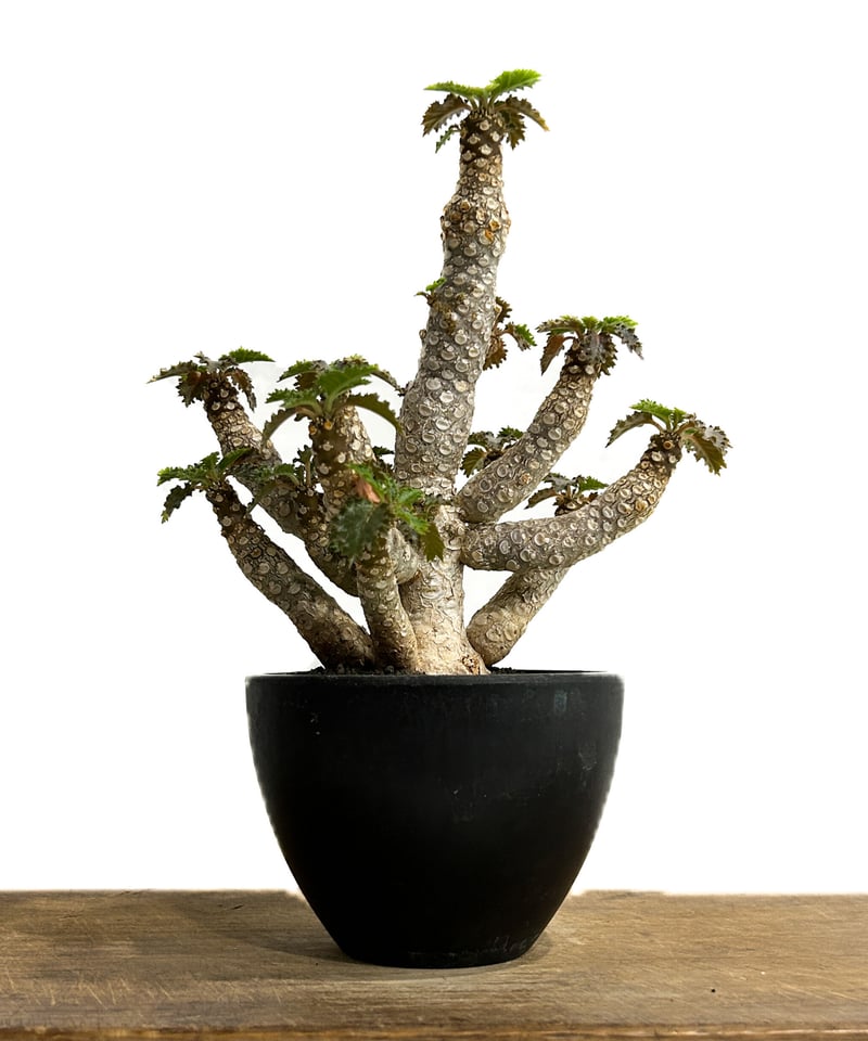 ドルステニア ホルウッディ 多頭タイプ 実生「Dorstenia horwoodii」6