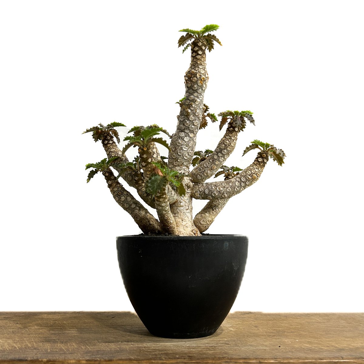 ドルステニア ホルウッディ 多頭タイプ 実生「Dorstenia
