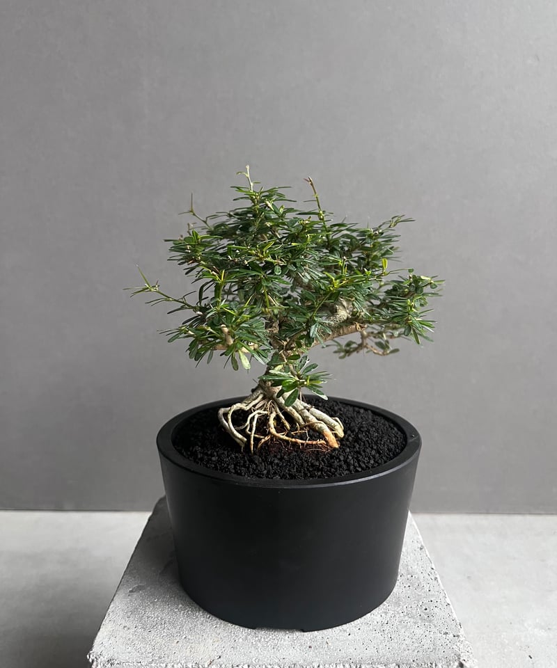 うち” 盆栽 「“UCHI” BONSAI 」76A | SHOUCHIKUEN