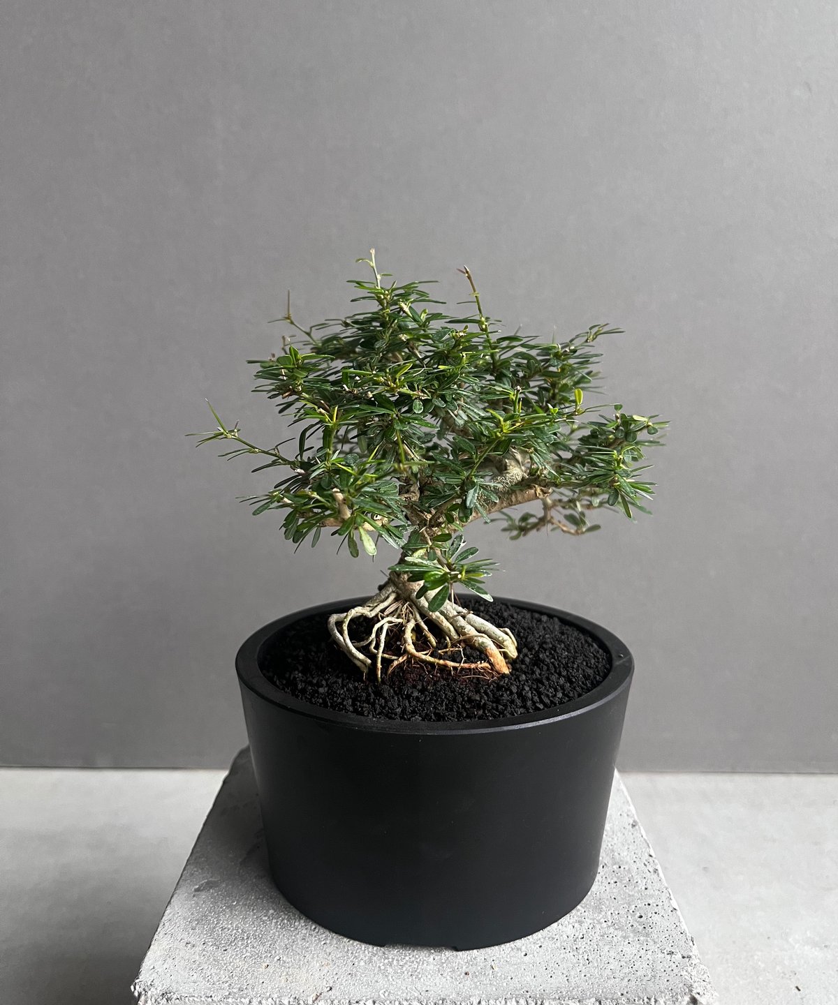 うち” 盆栽 「“UCHI” BONSAI 」76A | SHOUCHIKUEN