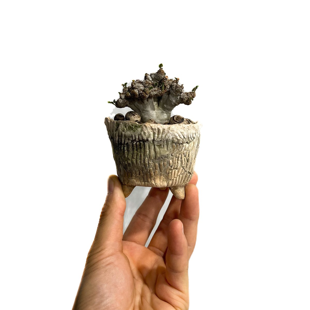 ドルステニア ラブラニー 綴化 + 陶器「Dorstenia lavrani cristata