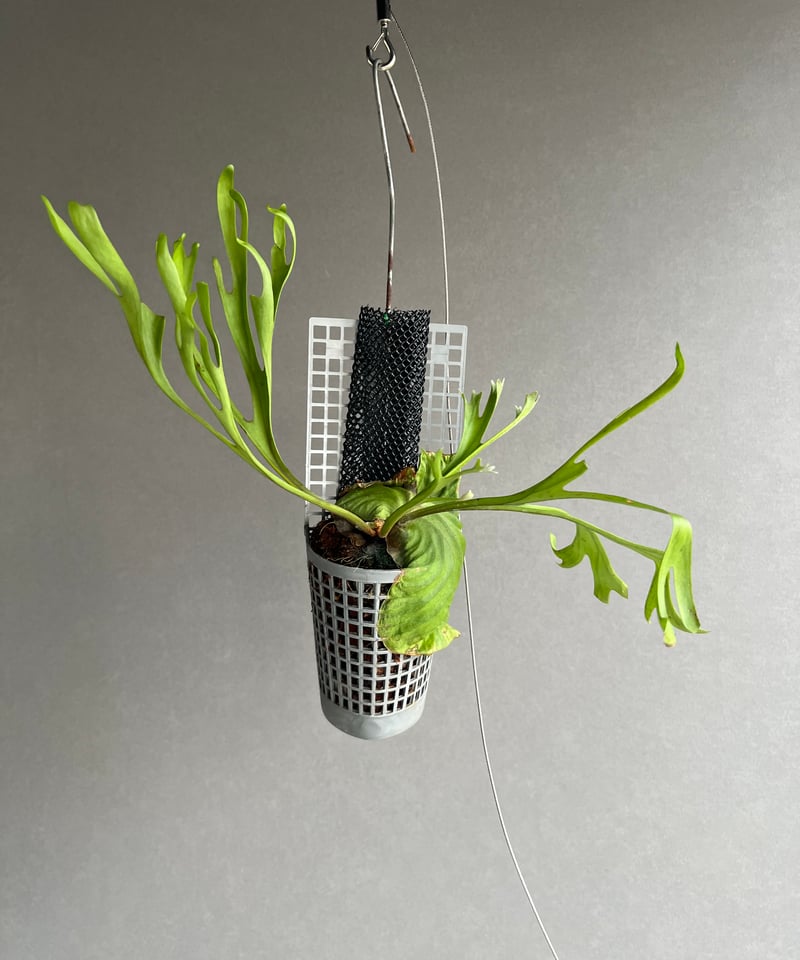 ビカクシダ リドレイ “パカラン”「Platycerium ridleyi “Pakarang