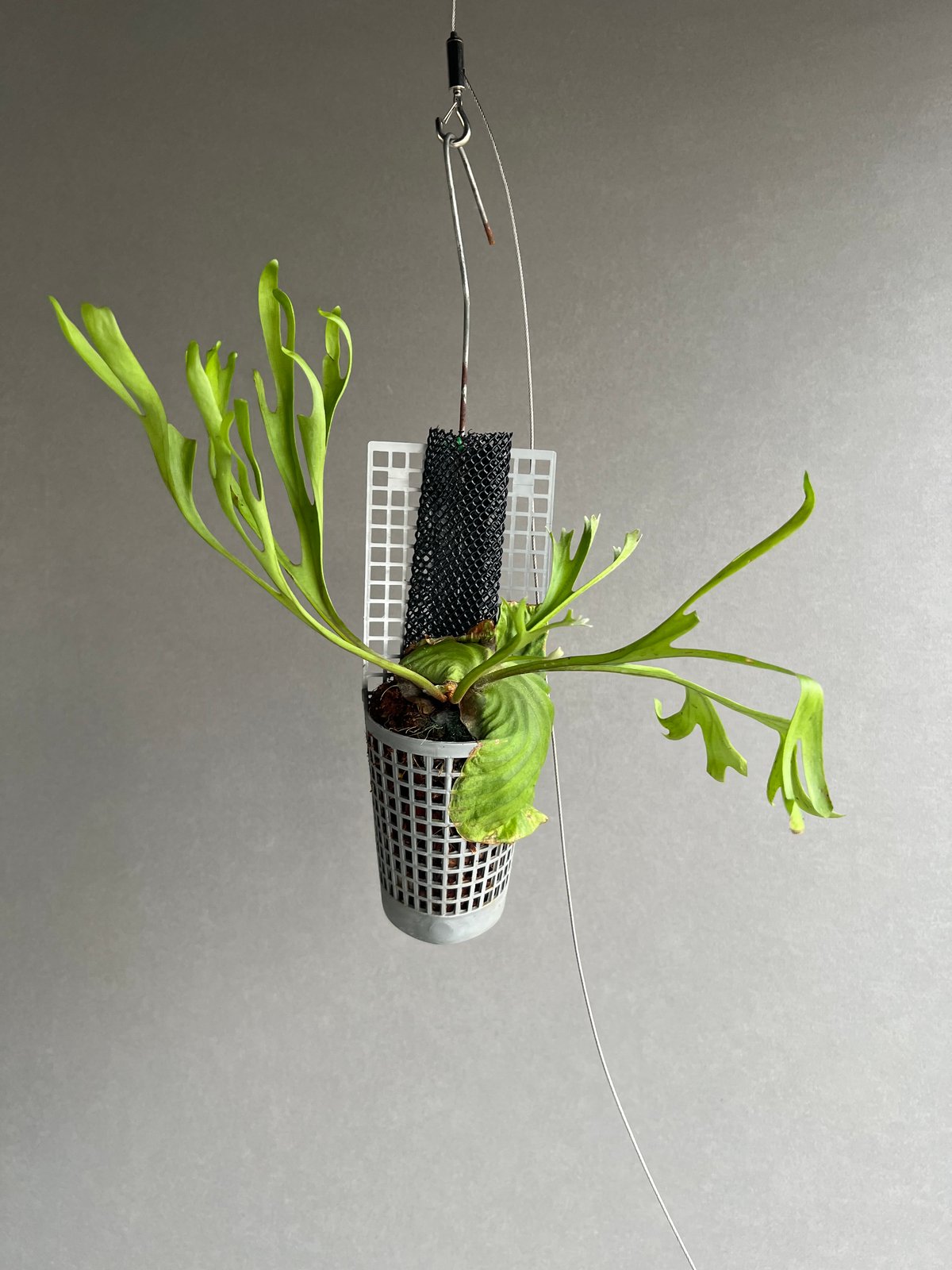 ビカクシダ リドレイ “パカラン”「Platycerium ridleyi “Pakarang