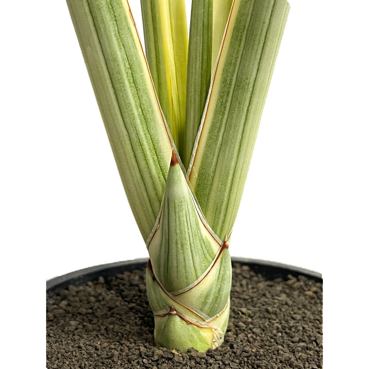 サンセベリア ロイヤルクラウン 斑入り「Sansevieria royal