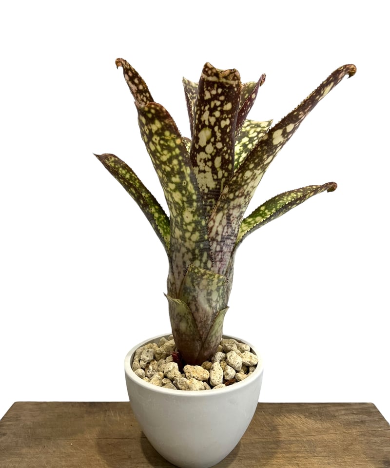 ビルベルギア コラン マジック「Billbergia Kolan Magic」77G-4 |