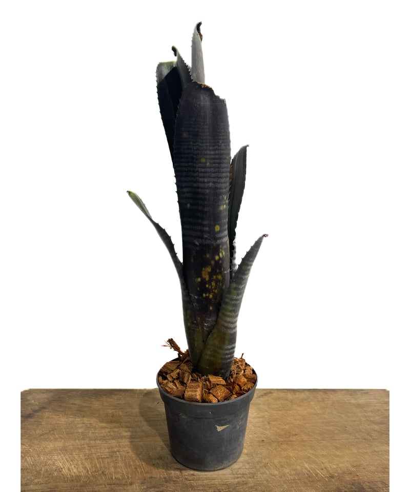 ビルベルギア オビ-ワン「Billbergia Obi - Wan」64G-3 | SHOUC