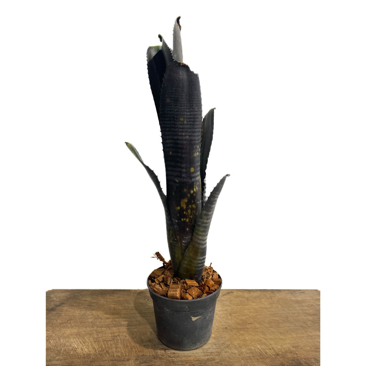 ビルベルギア オビ-ワン「Billbergia Obi - Wan」64G-3 | SHOUC