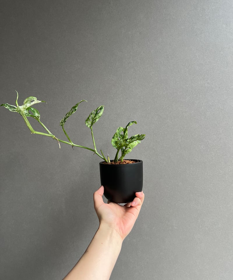 モンステラ ラニアタ ミント 斑入 「Monstera laniata mint varieg
