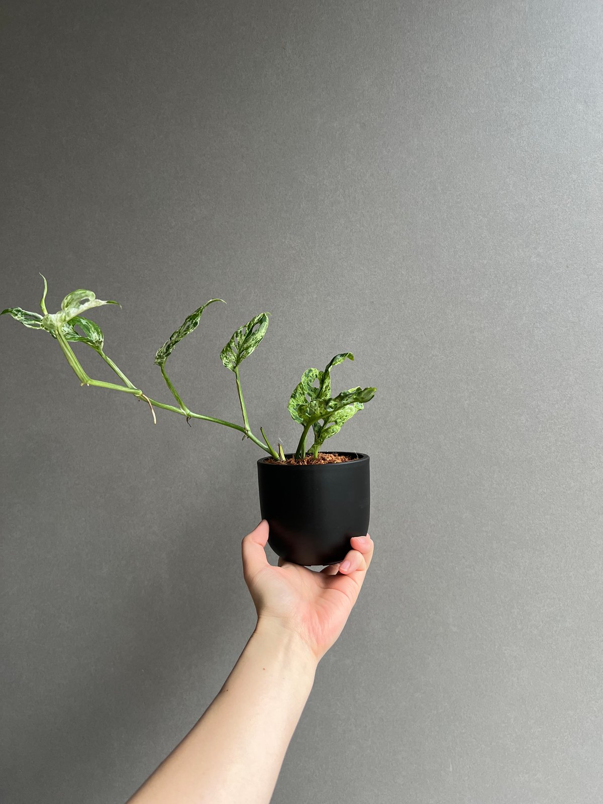 モンステラ ラニアタ ミント 斑入 「Monstera laniata mint varieg