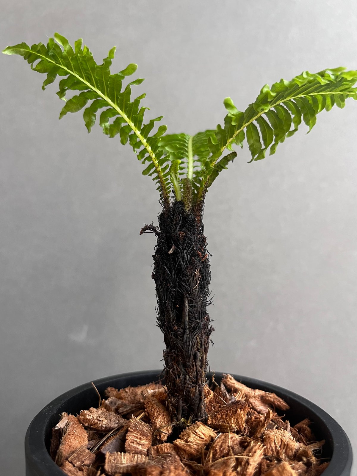 ブレクナム ギッバム ドワーフ 「Blechnum gibbum Dwarf 」21F | S